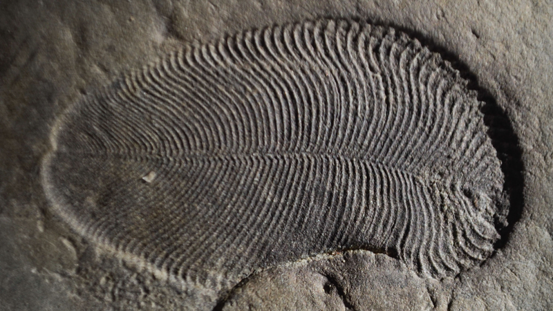 A Dickinsonia fossil.